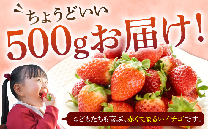 【訳あり/簡易包装】ゆめのか 約250g × 2パック 《壱岐市》【Strawberry Gang】[JEM006] セット いちご イチゴ 苺 果物 フルーツ スムージー 訳あり 8000 8000円