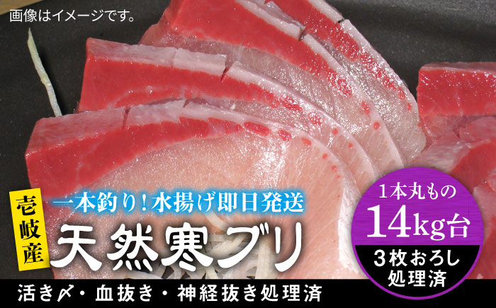 壱岐島産天然寒ブリ（14ｷﾛ台・3枚おろし） [JBS113]
