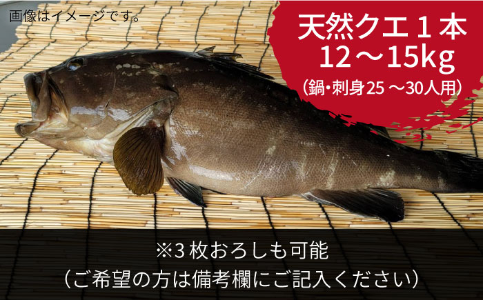 【9月〜翌年1月限定】 天然クエ 丸もの 12〜15kg（ 鍋・刺身：約25〜30人前） 《壱岐市》【丸和水産】[JCJ012] クエ くえ 冷蔵 直送 海鮮 鮮魚 刺身 刺し身 お刺身 クエ鍋 くえ鍋 1本 1匹 高級魚 600000 600000円 60万円