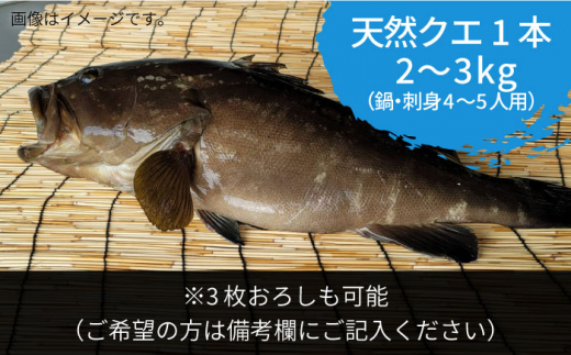 【12月〜翌1月限定】 天然 クエ 丸もの 1本 2〜3kg（鍋・刺身4〜5人用）《壱岐市》【丸和水産】 [JCJ023] クエ くえ 冷蔵 直送 海鮮 鮮魚 刺身 刺し身 お刺身 クエ鍋 くえ鍋 1本 1匹 高級魚 80000 80000円 8万円