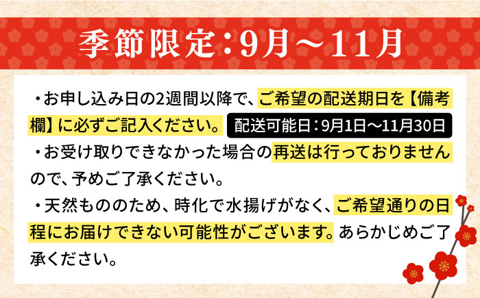 【9月〜11月限定】 天然クエ 丸もの 3〜5kg（鍋・刺身：約5〜10人前） 《壱岐市》【丸和水産】[JCJ011] クエ くえ 冷蔵 直送 海鮮 鮮魚 刺身 刺し身 お刺身 クエ鍋 くえ鍋 1本 1匹 高級魚 120000 120000円 12万円