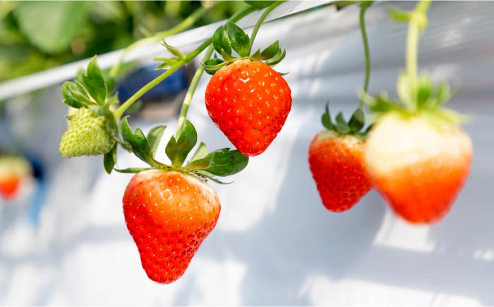 ゆめ恋セット（ゆめのか・恋みのり）計1kg《壱岐市》【蒼花】[JEO001-CP02] いちご イチゴ 苺 フルーツ 果物 スムージー ジャム ゆめのか 恋みのり セット 食べ比べ 小分け パック 冷蔵 あまおう 12000 12000円