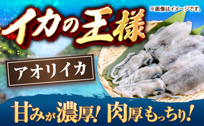 【冷凍】アオリイカ 刺身用 500g　水烏賊 《壱岐市》 【一支國屋】海鮮 烏賊 イカ いか 刺身 刺し身 お刺身 アオリイカ 冷凍配送 [JCC023]