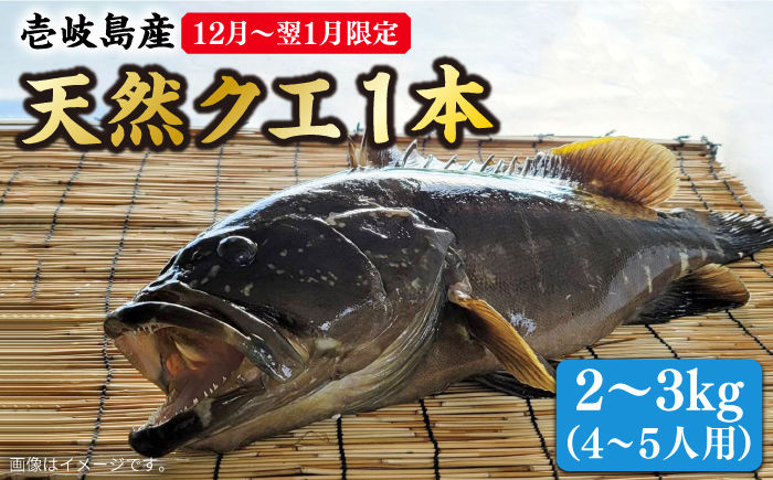 【12月〜翌1月限定】 天然 クエ 丸もの 1本 2〜3kg（鍋・刺身4〜5人用）《壱岐市》【丸和水産】 [JCJ023] クエ くえ 冷蔵 直送 海鮮 鮮魚 刺身 刺し身 お刺身 クエ鍋 くえ鍋 1本 1匹 高級魚 80000 80000円 8万円