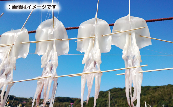 スルメイカ　半日干し 1kg以上 5~7枚《壱岐市》【馬渡水産】 [JAQ029]