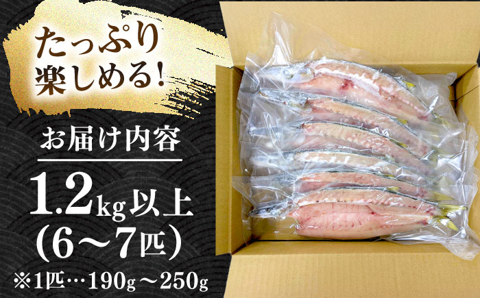 特大アカカマスの開き 干物 1.2kg以上 6〜7匹 [JAQ026]