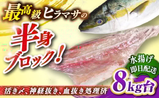 壱岐島産天然ヒラマサ（８キロ台・半身ブロック） [JBS089]