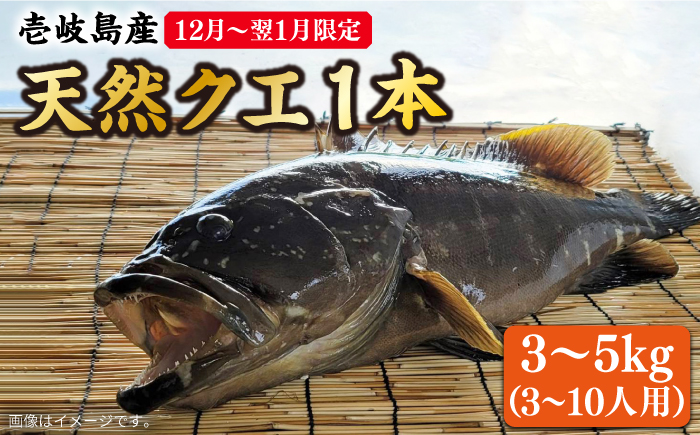 【12月〜翌1月限定】 天然 クエ 丸もの 1本 3〜5kg（鍋・刺身 5〜10人用） 《壱岐市》【丸和水産】 [JCJ024] クエ くえ 冷蔵 直送 海鮮 鮮魚 刺身 刺し身 お刺身 クエ鍋 くえ鍋 1本 1匹 高級魚 134000 134000円