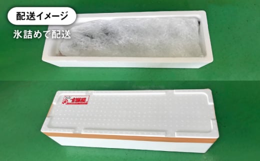 壱岐島産天然寒ブリ（5ｷﾛ台・丸もの） [JBS003]