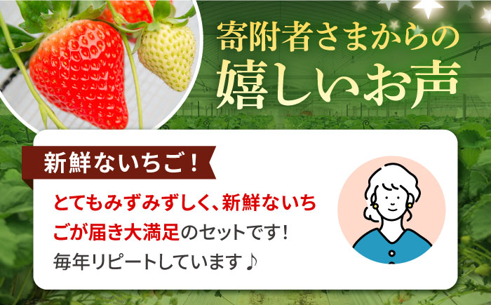 【全3回定期便】《2025年2月3月4月お届け》 いちご イチゴ 1kg （250g×4パック）恋みのり・さがほのかミックス 壱岐島産 【Strawberry Gang】 [JEM002] 苺 いちご イチゴ 果物 フルーツ 定期便 食べ比べ ケーキ ジュース スムージー 39000 39000円 