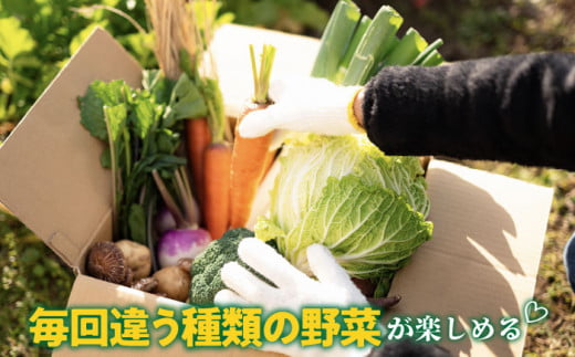 【全6回定期便】旬の野菜セット 7品 《壱岐市》【壱岐市農業協同組合】[JBO045] 野菜 ベジタブル 食材 詰め合わせ 産地直送 野菜セット グルメ 春 夏 秋 冬 旬 サラダ 冷蔵 夏野菜 スムージー 定期便   60000 60000円 6万円