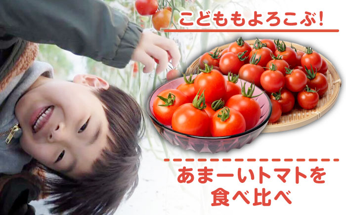 ミディアムトマト 2種 （フルティカ・シンディースイート） 計3kg 《壱岐市》【ISLAND FARM】 トマト 生鮮 野菜 食べ比べ 22000 22000円 [JFL002]