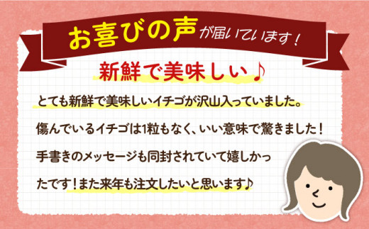 【先行予約】お徳用 バラ詰め イチゴ 1kg （ゆめのか・恋みのり）【2025年2月以降順次発送】 《壱岐市》【蒼花】[JEO002] いちご イチゴ 苺 フルーツ 果物 スムージー ジャム ゆめのか 恋みのり セット 食べ比べ 冷蔵 9000 9000円 7千円