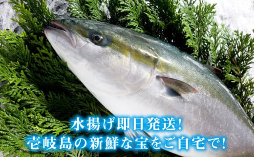 壱岐島産天然寒ブリ（9ｷﾛ台・3枚おろし） [JBS030]