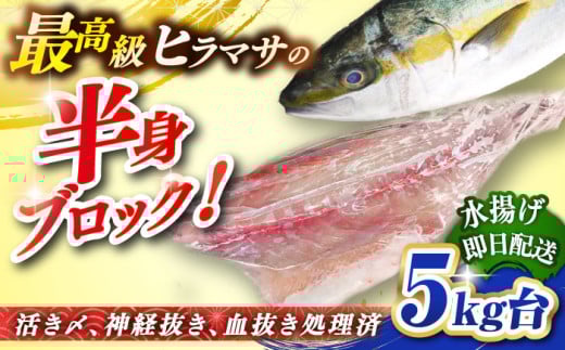 壱岐島産天然ヒラマサ（５キロ台・半身ブロック） [JBS086]