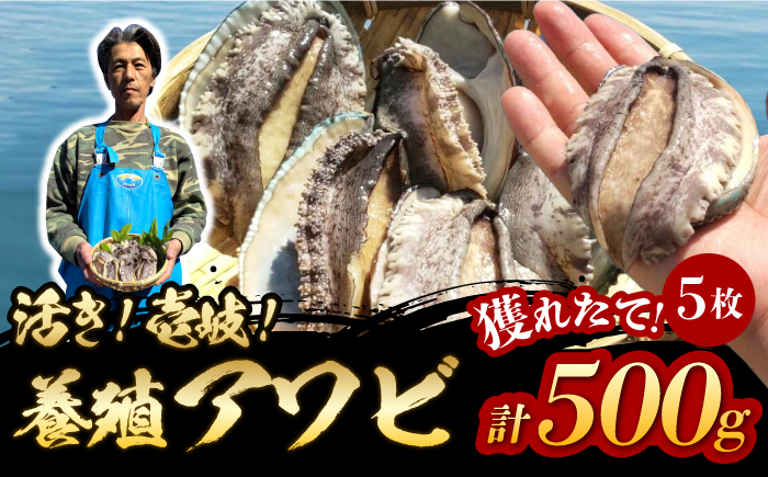 国産養殖アワビ 活き！壱岐！アワビ 計500g（約100g×5枚）《壱岐市》【住吉水産】アワビ 鮑 養殖 貝 海産物 魚介 魚貝 産地直送 お刺身 冷蔵発送 [JDQ007]