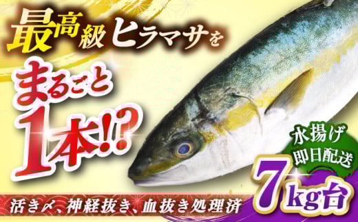 壱岐島産天然ヒラマサ（７キロ台・丸もの） [JBS072]