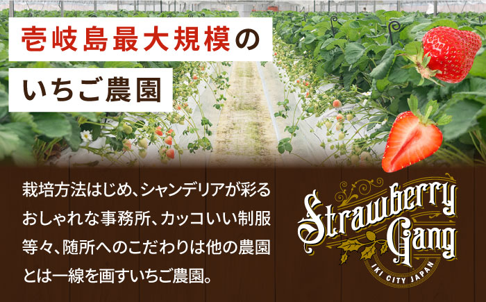 【全3回定期便】《2025年2月3月4月お届け》 いちご イチゴ 1kg （250g×4パック）恋みのり・さがほのかミックス 壱岐島産 【Strawberry Gang】 [JEM002] 苺 いちご イチゴ 果物 フルーツ 定期便 食べ比べ ケーキ ジュース スムージー 39000 39000円 