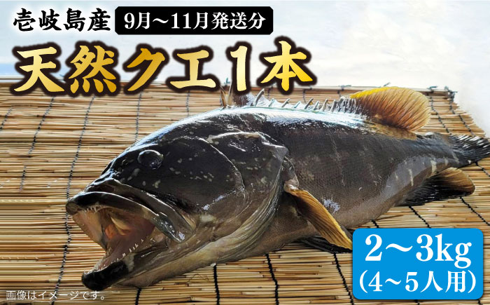 【9月〜11月限定】 天然クエ 丸もの 2〜3kg（鍋・刺身：約4〜5人前） 《壱岐市》【丸和水産】[JCJ010] クエ くえ 冷蔵 直送 海鮮 鮮魚 刺身 刺し身 お刺身 クエ鍋 くえ鍋 1本 1匹 高級魚 60000 60000円 6万円