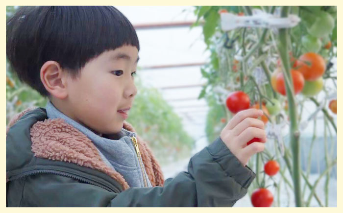 ミディアムトマト 2種 （フルティカ・シンディースイート） 計3kg 《壱岐市》【ISLAND FARM】 トマト 生鮮 野菜 食べ比べ 22000 22000円 [JFL002]