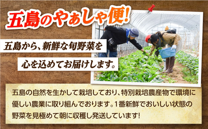 【4回定期便】　旬野菜セット7〜10品目（五島列島産）5kg未満　五島市/やぁしゃ便 [PBG009]