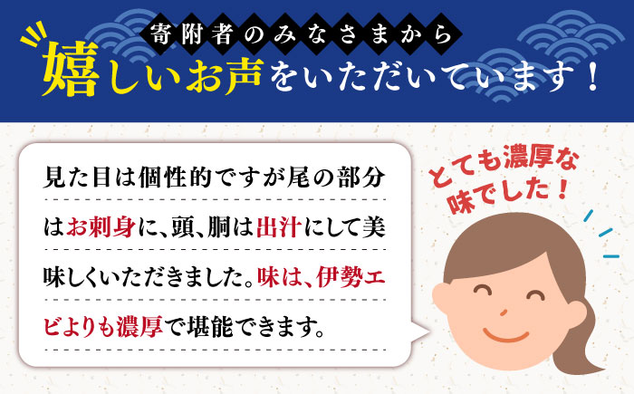 【2026年先行予約】うちわえび約500g（3-9尾） 五島市/五島FF[PBJ011] 希少 ウチワエビ うちわエビ 海老 えび 旬 新鮮 海鮮