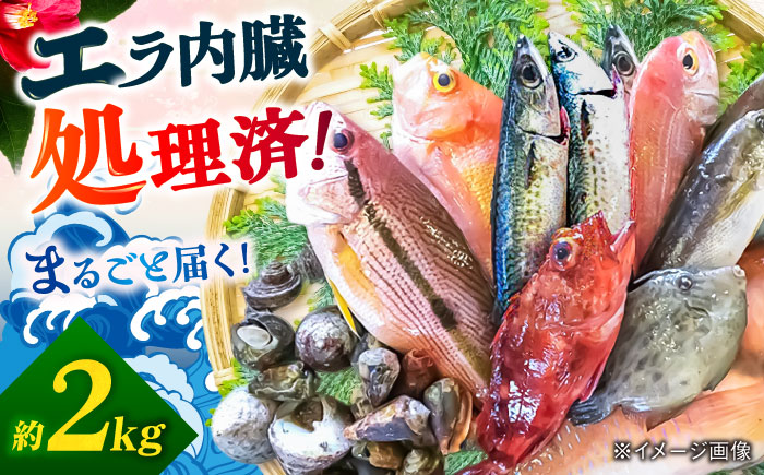 旬の地魚セット2kg（エラ/内臓処理済） 五島市/五島FF[PBJ010]
