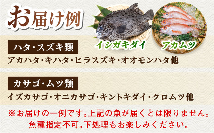【五島列島直送】朝獲れ高級鮮魚セット4kg 五島市 / 鯛福丸水産[PDP003]  魚 鮮魚 セット 海鮮 直送 さかな 詰合せ 冷蔵