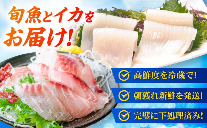 【冷蔵】【下処理済】鮮魚ボックス（魚1種/アオリイカ）五島市/金沢鮮魚[PEP001] 金澤仕立て  鮮魚 冷蔵 真空パック 新鮮 下処理済み 海鮮 刺身 セット 水いか