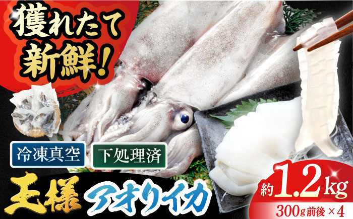 [イカの王様]アオリイカ 300g前後×4杯 肉厚 甘い 冷凍 刺身 五島市/金沢鮮魚 
