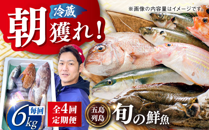 【全4回定期便】【五島列島直送】朝獲れ鮮魚セット6kg 五島市/鯛福丸水産[PDP015]   魚 鮮魚 セット 海鮮 直送 さかな 詰合せ 冷蔵 定期