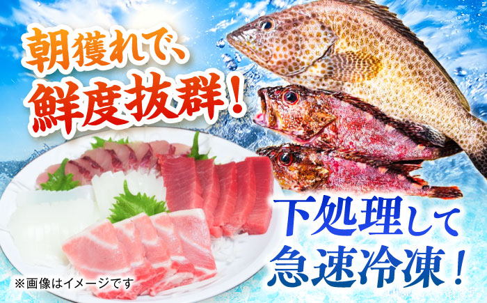 【3回定期便】漁師の極み刺身パック（匠）1皿 五島市/Sun Sea Go Company 魚 おまかせ お任せ 鮮魚 五島列島 [PGL022]