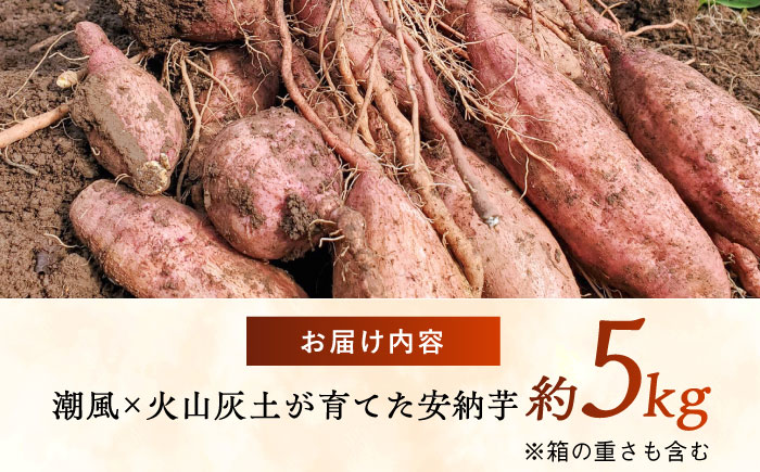 潮風と火山灰土が育てた島さつまいも『安納芋』5kg 五島市/あわたに農園 [PGO006]
