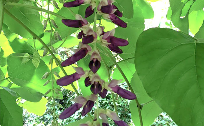 ムクナ豆 粉末300g 五島市/五島列島自然のめぐみ [PGM002]