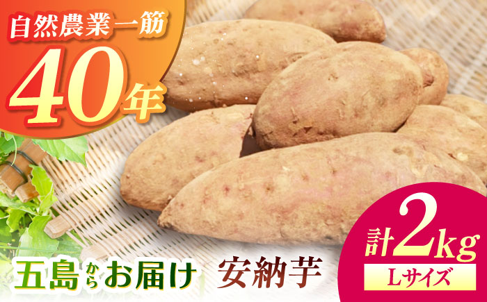 こばさんちの安納芋Lサイズ2kg 五島市/こばさんち農園 [PGW001]