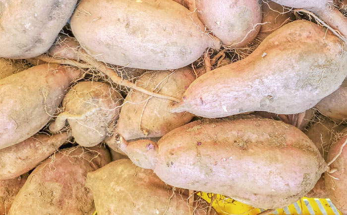 潮風と火山灰土が育てた島さつまいも『安納芋』3kg 五島市/あわたに農園 [PGO005]