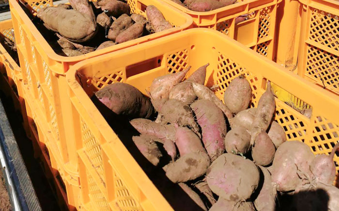 潮風と火山灰土が育てた島さつまいも『安納芋』3kg 五島市/あわたに農園 [PGO005]