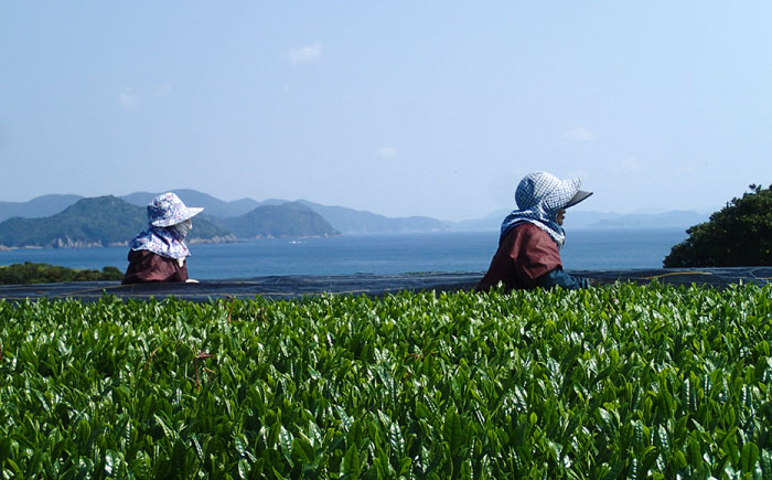 【安心・安全、健康！】有機緑茶 息吹 80g 【グリーンティ五島】[PAV007]