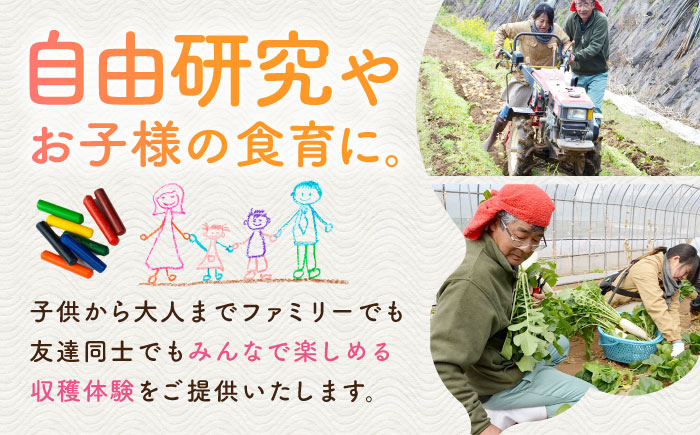 サツマイモ畑のオーナーになってオリジナルかんころ餅つくり体験　五島市/株式会社五島のやぁしゃ便 かんころもち 農業体験 体験 [PBG007]