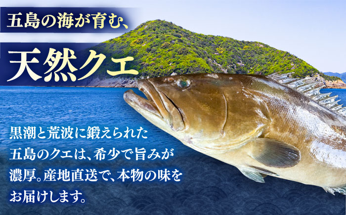 【6回定期便】クエ鍋用クエパック500g×2 五島市/金沢鮮魚[PEP051]クエ くえ 鍋 お鍋 冬 高級 贅沢