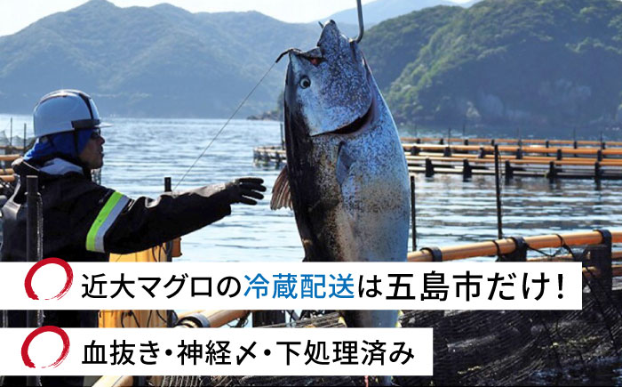 【海のダイヤ！近大マグロそのまま1本お届け】長崎県五島産近大マグロ丸ごと1本40kg以上！【ツナドリーム五島】 [PES001]