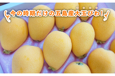 【数量限定】もぎたて！五島のびわ（甘香）化粧箱入 秀品 1kg【ごとう農業協同組合】[PEM002]