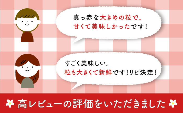 【五島特選！農家直送】ピチピチいちご 恋みのり 計540g （270g×2パック） 五島市/野原農園 [PCM004]