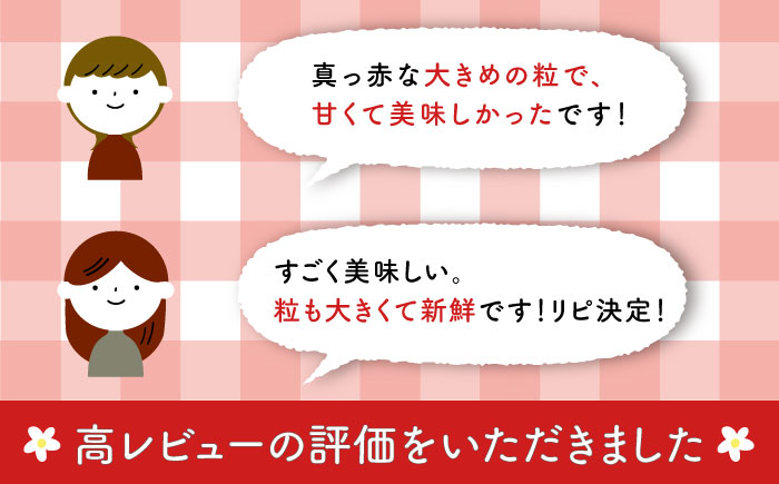 【五島特選！農家直送】ピチピチいちご 恋みのり 計1080g （270g×4パック） 五島市/野原農園 [PCM005]