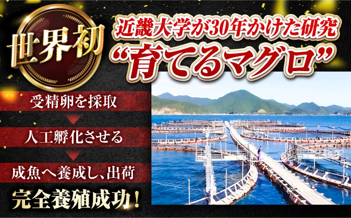 【冷蔵】長崎県五島産 近大マグロ約500g （大トロ/中トロ/赤身） 五島市/五島ヤマフ[PAK010]マグロ
