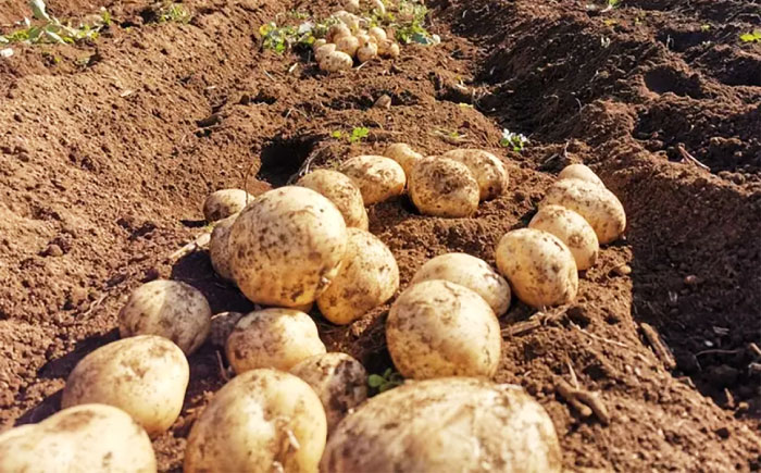 【2026年6月より発送】島の元気なじゃがいも!旨味抜群の『デジマ』2kg 五島市/あわたに農園 [PGO003]