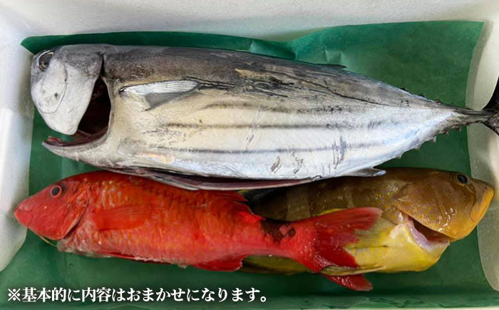 旬の地魚セット2kg（ウロコ・エラ・内臓処理済）鮮魚 魚介 刺身 五島市 / 五島FF [PBJ009]