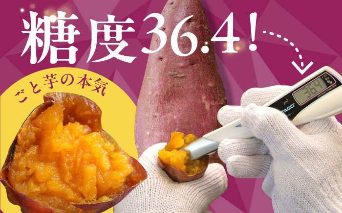 【全12回定期便】ごと焼きごと芋 (安納芋) 300g×6袋 サツマイモ おやつ 小分け さつまいも 芋 五島市/ごと [PBY036]