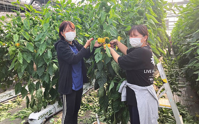 【2026年発送】シャインマスカットとパプリカ 五島市/HPIファーム ブドウ ぶどう 野菜 果物 [PCP015]