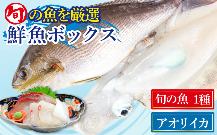 金澤仕立て 鮮魚ボックス（旬の魚1種・アオリイカ）五島市/金沢鮮魚 [PEP001] 